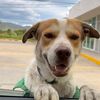 Mailo el perro gasolinero