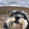 eddietheyorkiepoo