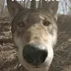 Чо писать