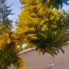 ionelaoana44