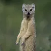 muungoss