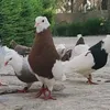 حيدر احمد