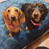 pennyrubydachshund