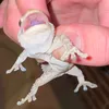 cmaradiagaa