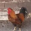 pacheko_ko