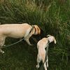 thesurvivormutts