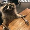 dog._.3
