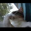 unknowncreature_03