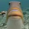 ninhdzvcl0