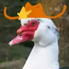 areallifeduck