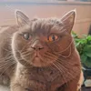 blubberkeksfee