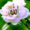 izah505