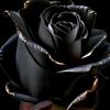 be_hope_too