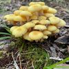 mushrooms_in_the_moss
