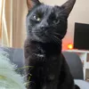 muffinthebeautifulcat21