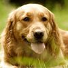 akedog