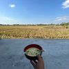 YogiBalaPutraGabah