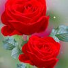 asad7919