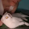 itsmezerbus
