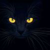 blackcatblackcat5050