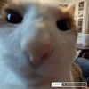 funny Videos
