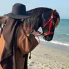 hilal_h22