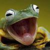 frogvibez76
