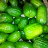 vinc0270