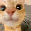 tralalelotralala643