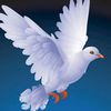 user075934411