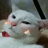 miyawizay
