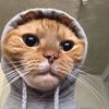 amal.2803