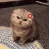 katicxs