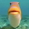 coconuz16