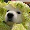 หมาห่อผัก🥬