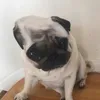peppadapug