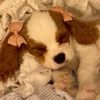 snooziezilla