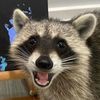 pasarus_