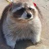 .obeseraccoon