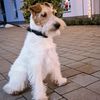 mikki.foxterrier