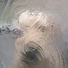 boglet_the_doglet