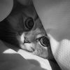 s_hatha88