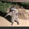 just_a_racoon96
