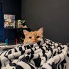 thatcatneelix
