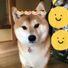 irino_mane