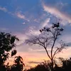 aksara_888