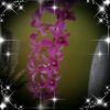 user4220587061650