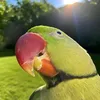 vetbondichmonksun