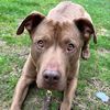 dogspeaks