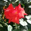 s.abshar.s